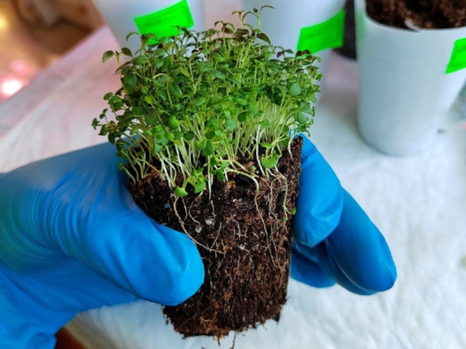 тимьян посев семян. ростки тимьяна. тимьян посев семян. тимьян ползучий рассада. тимьян ползучий рассада.