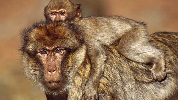 Самцов бабуинов уличили в систематическом фетициде