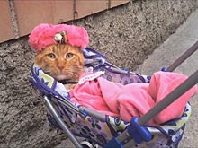 Жительница Воронежской области получила более 1,8 млн рублей пособий на ребенка, которого не было