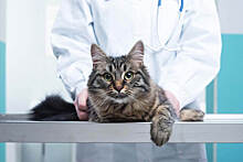 Эпилепсия у кошек: симптомы и лечение