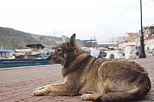 Торги по отлову собак в Красноярске выиграл скандально известный догхантер