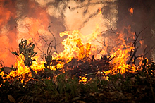ГП предложила лишить надзорных полномочий регионы, не справляющиеся с лесными пожарами