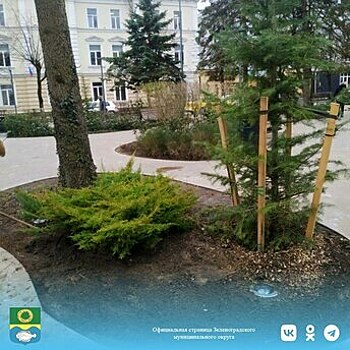 Площадь в центре Зеленоградска украсили можжевельником (фото)
