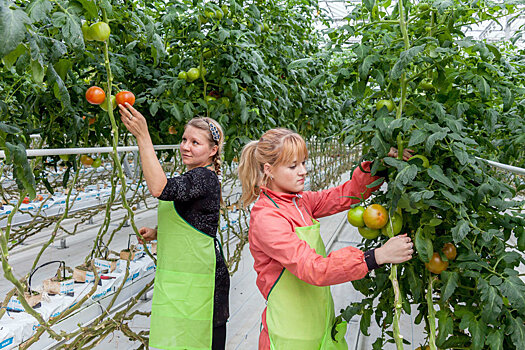 Ученые МГУ приняли участие в создании овощной смарт-фермы