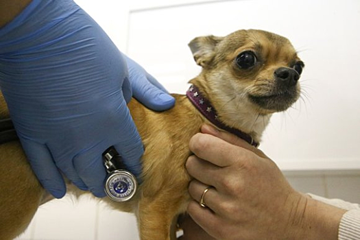 Карантин по бешенству установили в Царицыне