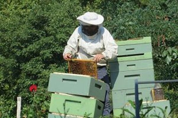 Как начать заниматься пчеловодством