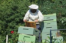 Купить пчелосемью, жить летом в лесу. Как начать заниматься пчеловодством