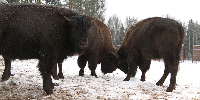 Необычные быки: как в Ленинградской области живут зубробизоны