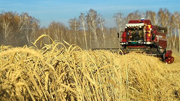 Кубань  завершила уборку зерновых