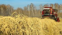 Экспортеры прекратили закупки российской пшеницы