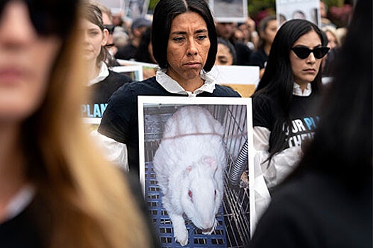 Сенат США принял законопроект, который вводит уголовное наказание за жестокое обращение с животными по всей стране