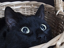 5 примет, которые обоснованы наукой