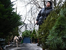 Россиян предупредили о штрафах за срубленную к Новому году елку