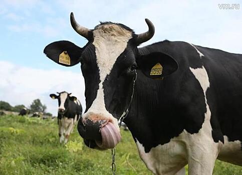 Массовая эпидемия может поразить Землю из-за коров