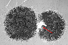Ученые объяснили феномен гибели раковых клеток от "ржавчины"
