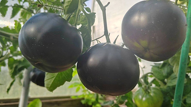Дачница рассказала об особенностях черных помидоров