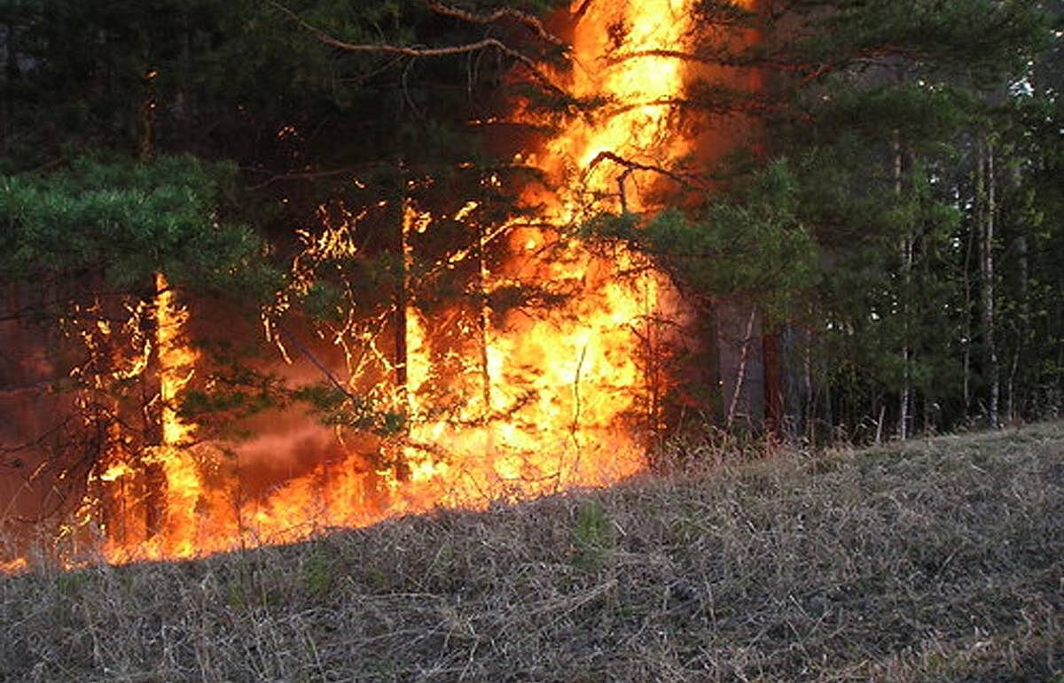 В России за сутки потушили 46 лесных пожаров