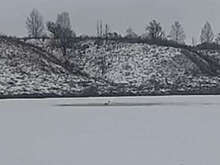 В Брянской области жители переживают за лебедя на замерзающей реке