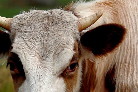 В Дагестане планируют построить три молочно-товарных комплекса на тысячу голов скота