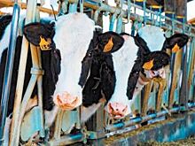 Опустела без тебя Земля: кадровый вопрос в сельском хозяйстве стоит ребром