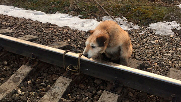 Машинист успел остановить поезд и спасти привязанного к рельсам пса под Петербургом