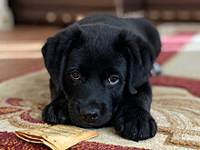 В Тамбовской области проводят бесплатное чипирование собак