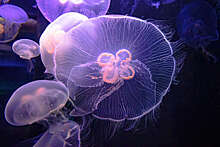 Российские ученые рассказали об исследованиях медузы, способной возвращаться в "младенчество"