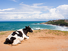 Корова выплыла из моря и повергла отдыхающих в шок