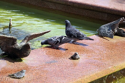 Бронзовых голубей отправили «подлечиться»