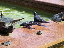 Бронзовых голубей отправили «подлечиться»