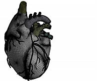 Samara scientists will develop a digital model of the circulatory system