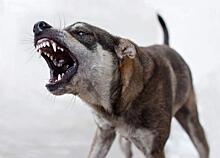 В Уржумском районе обнаружили бешенство у домашней собаки