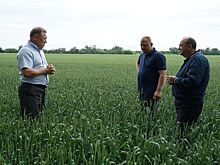 В Ростовской области завершается яровой сев
