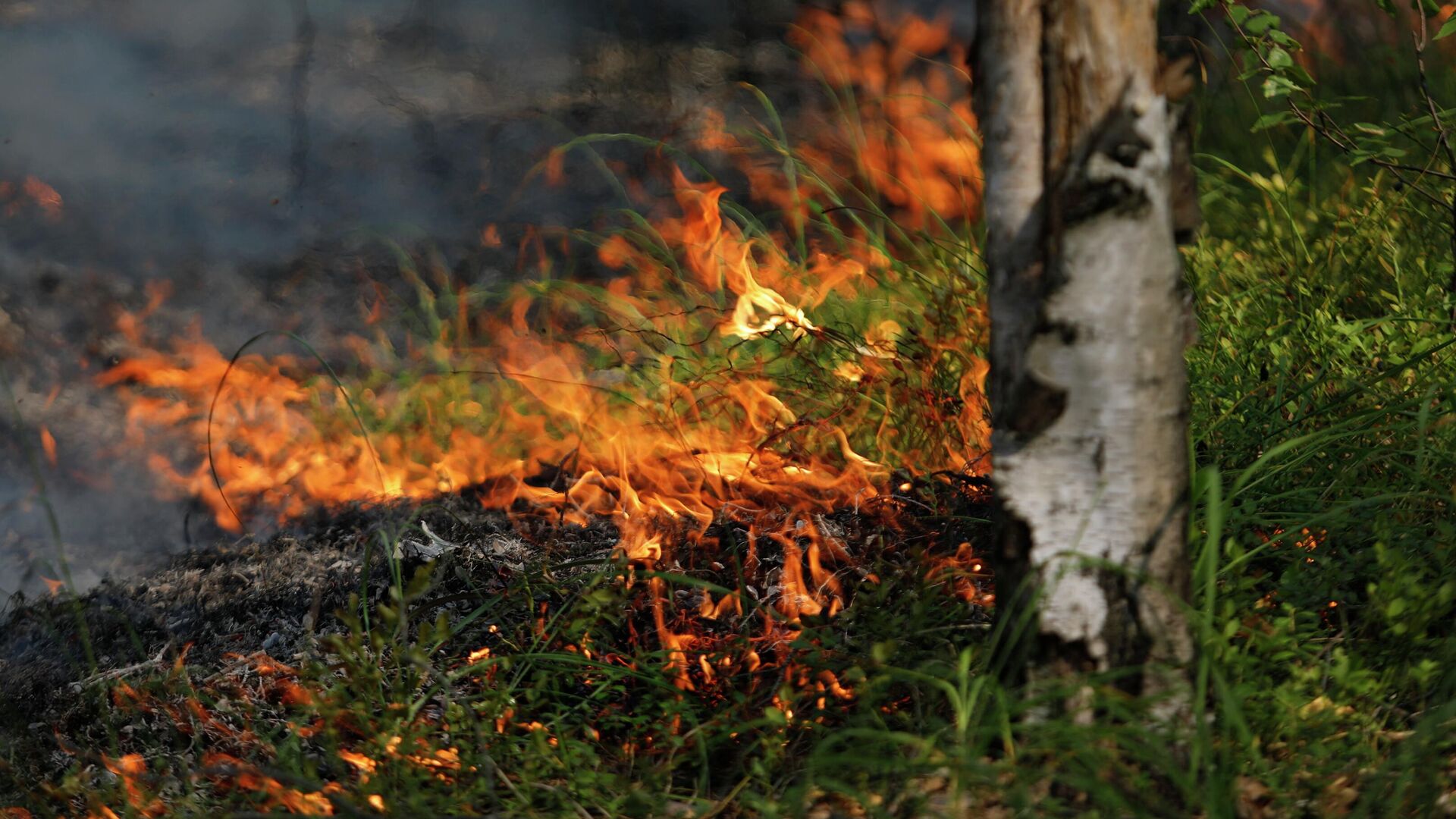 В Хабаровском крае из-за лесных пожаров ввели режим ЧС