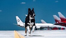 Символ аэропорта "Симферополь" собака Алиса официально вышла на "работу"