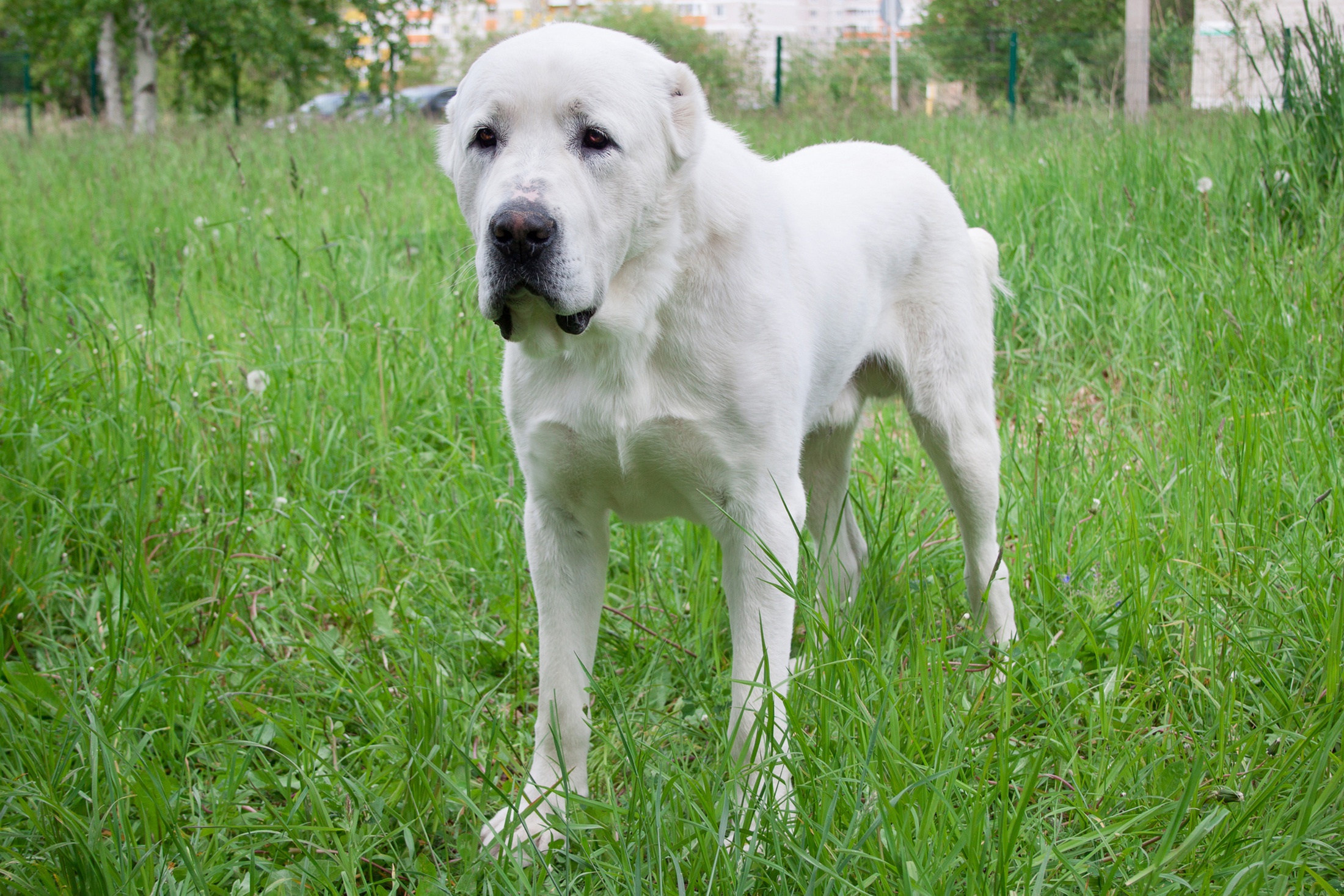 В Приморье алабай напал на пенсионерку