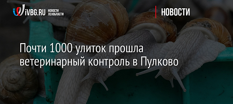 Почти 1000 улиток прошли ветеринарный контроль в Пулково