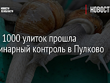 Почти 1000 улиток прошли ветеринарный контроль в Пулково