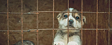 В Татарстане живодёр повесил маленьких щенков