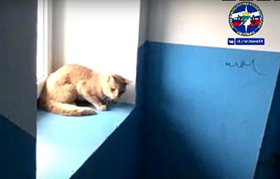 Сердитая кошка в электрощитке покусала своих спасителей в Новосибирске