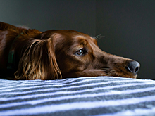 Как снизить стресс у собаки, пока вас нет дома