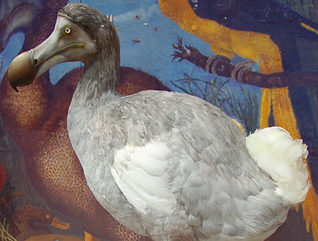 Ученые начали проект по «воскрешению» вымершей птицы