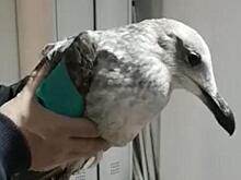 Чайку со сломанным крылом спасли в Одинцовском парке. Деньги на помощь сразу собрали там же