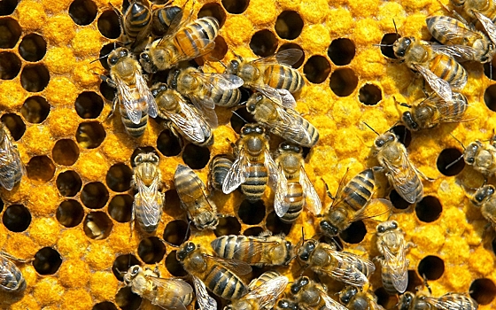 В Сосенском ликвидирован варроатоз пчел