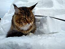 В Новосибирске кот мейн-кун переночевал в иглу на льду водохранилища