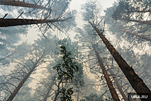 Жителей ЯНАО возмущает запрет властей на посещение леса в пожароопасный сезон