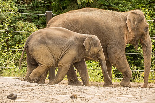 При смерти сородича слоны пытаются его "оживить"