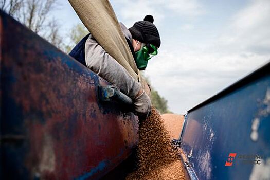 Почти весь проданный за полгода на белорусской бирже пивоваренный ячмень поставлен из РФ