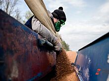 Почти весь проданный за полгода на белорусской бирже пивоваренный ячмень поставлен из РФ