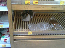 В соцсетях нашли «хлебного» кота, который «ждет булки по акции»